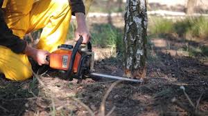 Leaf Removal in Brookside Village, TX