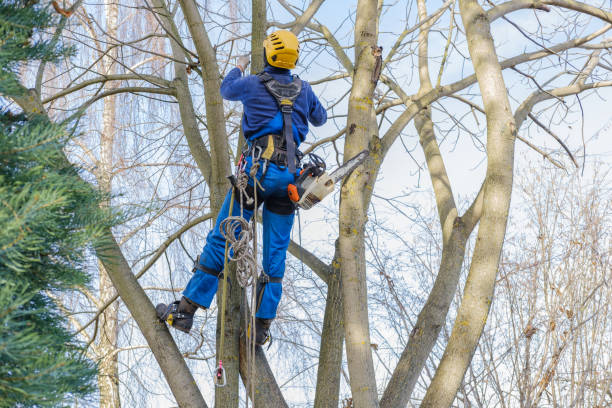 Best Emergency Tree Removal  in Brookside Village, TX