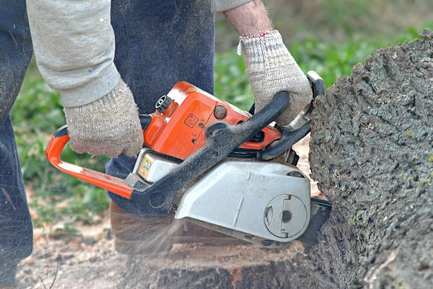 Best Root Management and Removal  in Brookside Village, TX