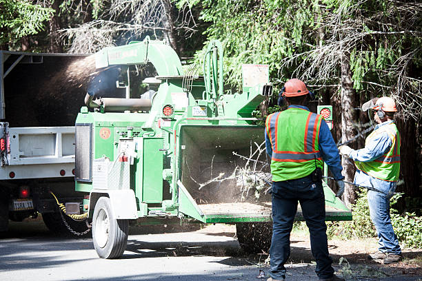 Best Tree Risk Assessment  in Brookside Village, TX