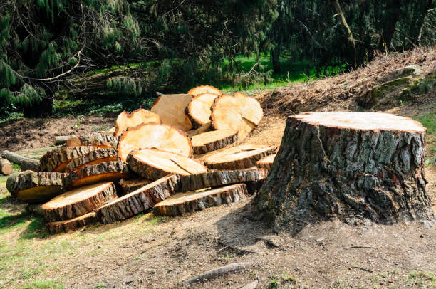 Best Seasonal Cleanup (Spring/Fall)  in Brookside Village, TX